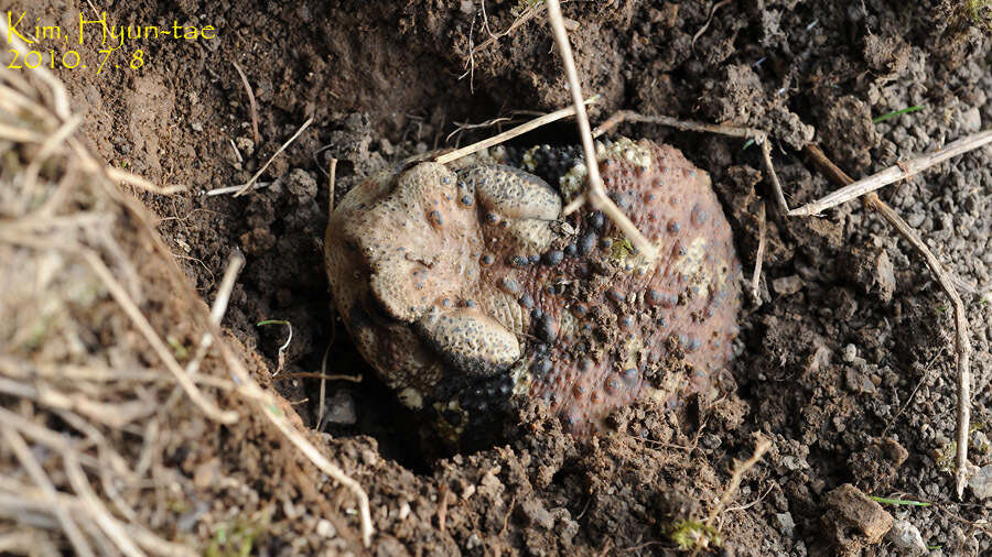 Image de Bufo gargarizans Cantor 1842