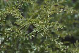 Image of Antarctic Beech