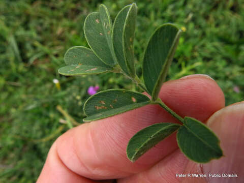 Image de Tephrosia purpurea (L.) Pers.