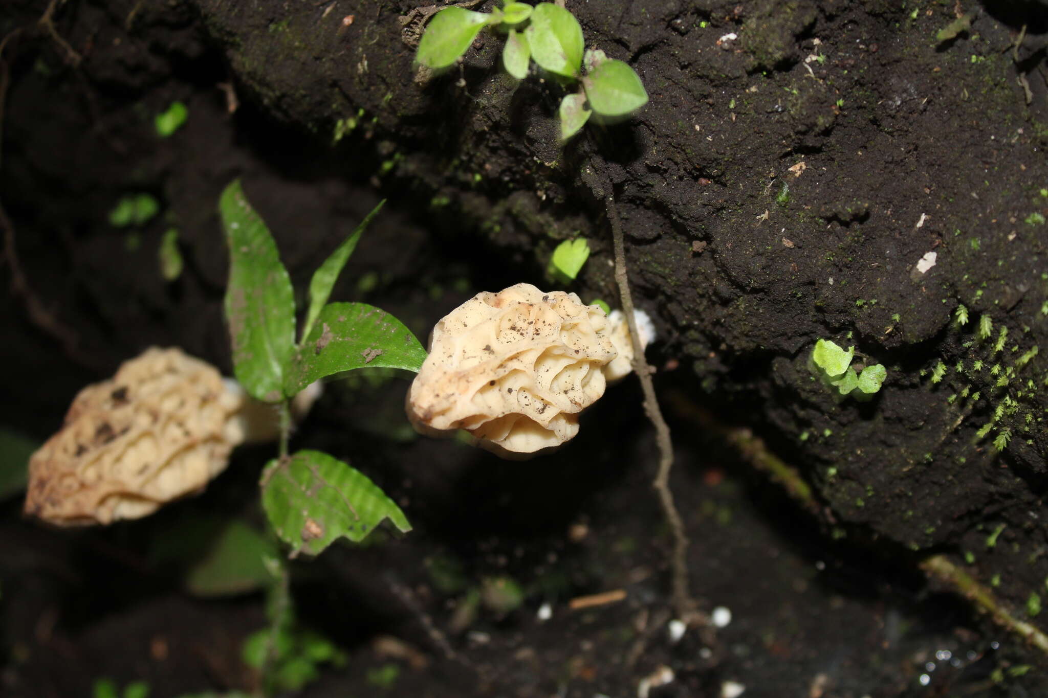 Imagem de Morchella herediana L. D. Gómez 1971