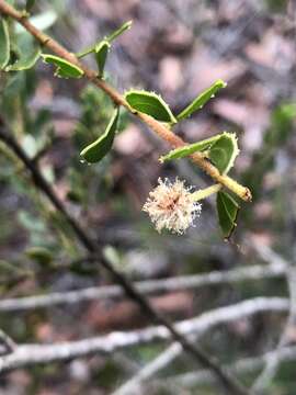 Image of Acacia hispidula (Sm.) Willd.