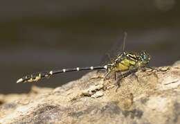 Image of Hemigomphus gouldii (Selys 1854)