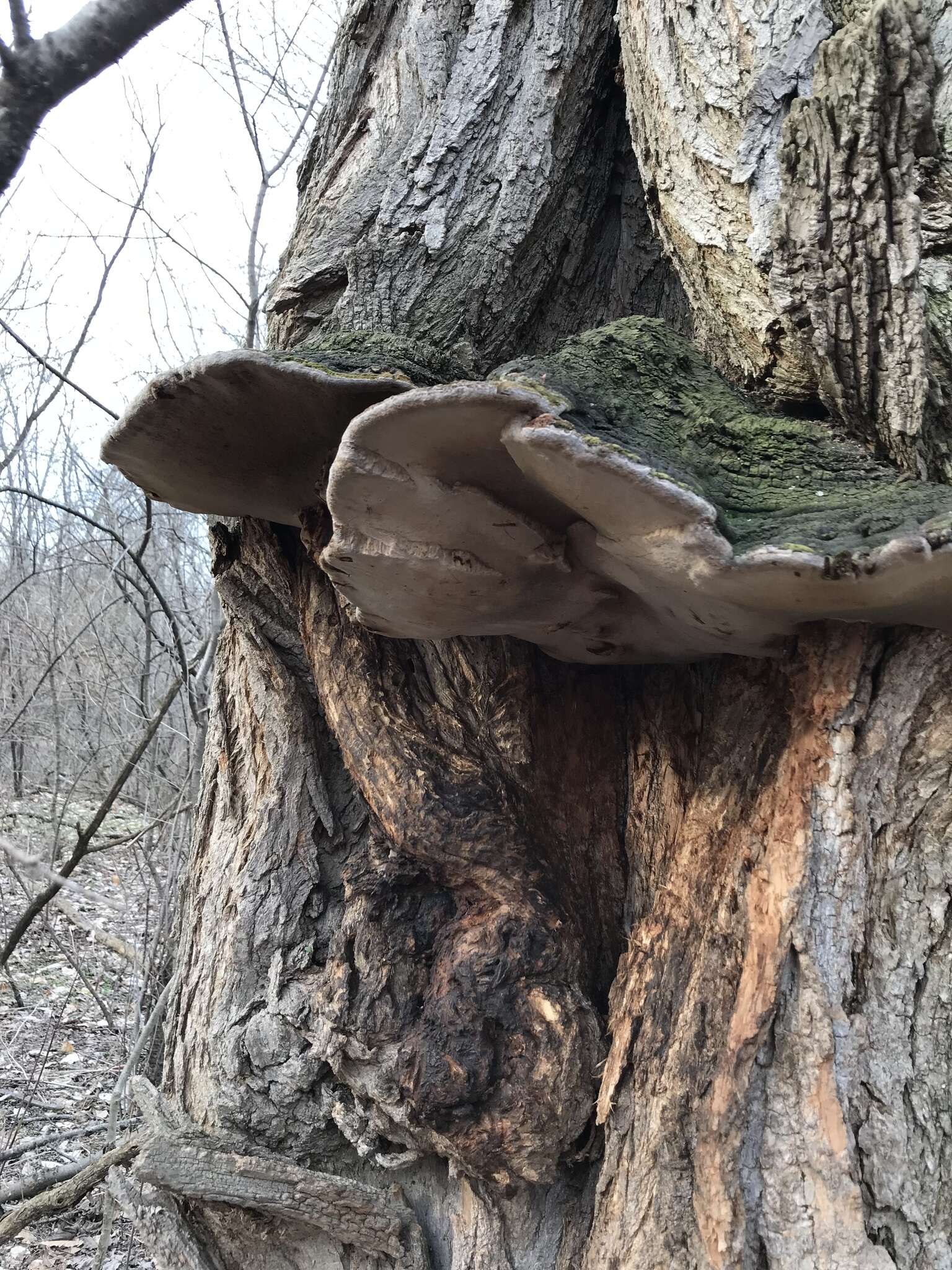 Phellinus robiniae (Murrill) A. Ames 1913的圖片