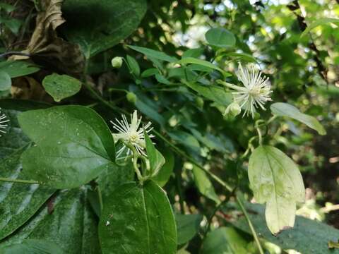 Image of Clematis formosana Kuntze