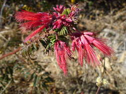 Image of Calliandra peninsularis Rose