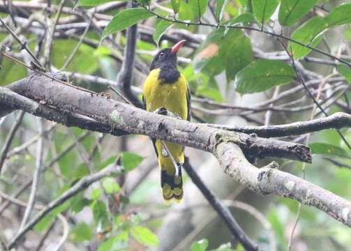 Image of Western Black-headed Oriole