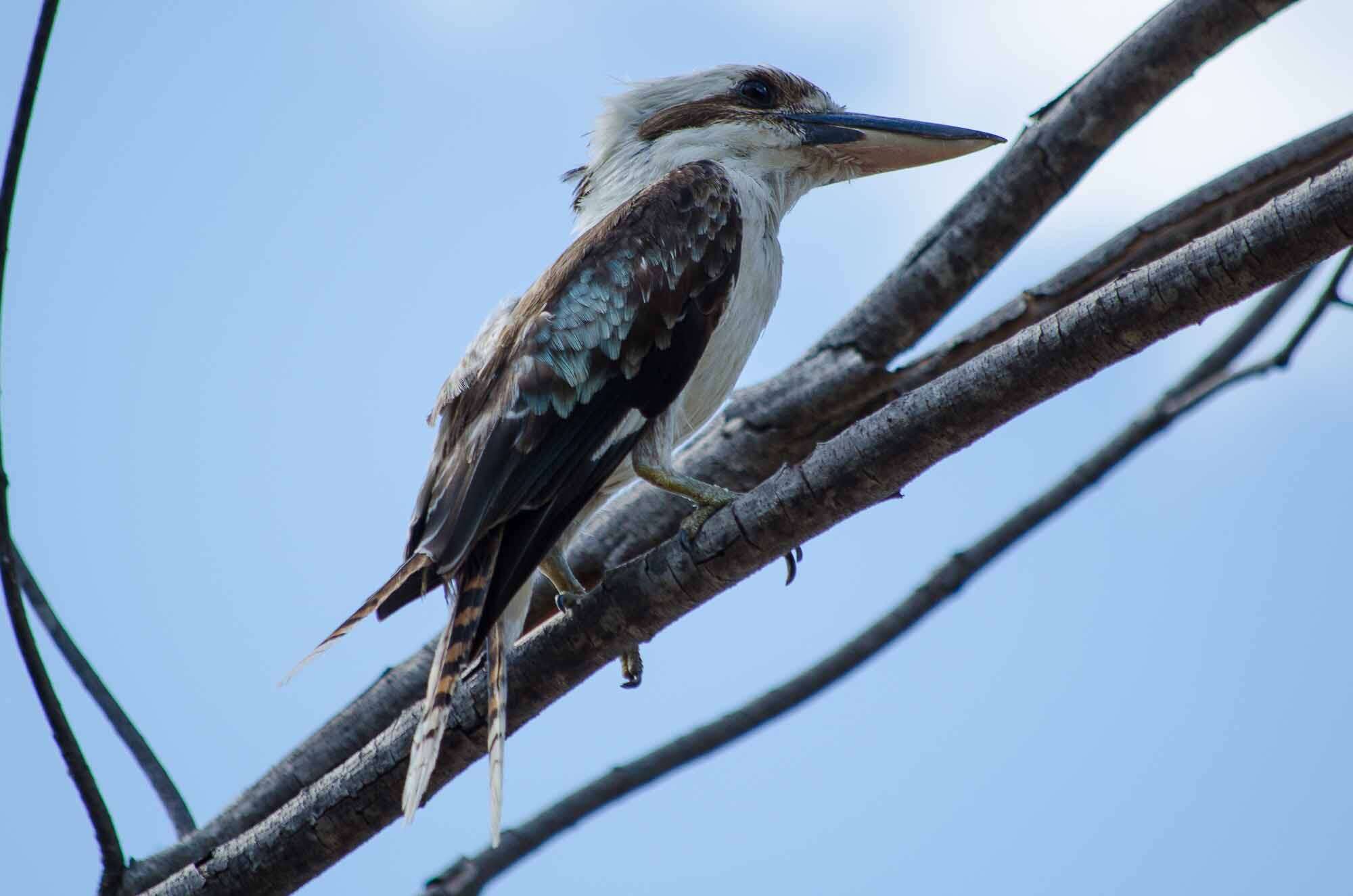 Image of Kookaburra