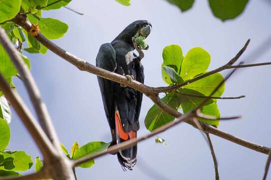 Image of Red-tailed Black-Cockatoo