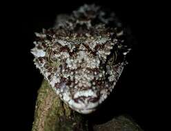 Image of Leaf-tailed Gecko