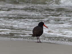 Image of Sooty Oystercatcher