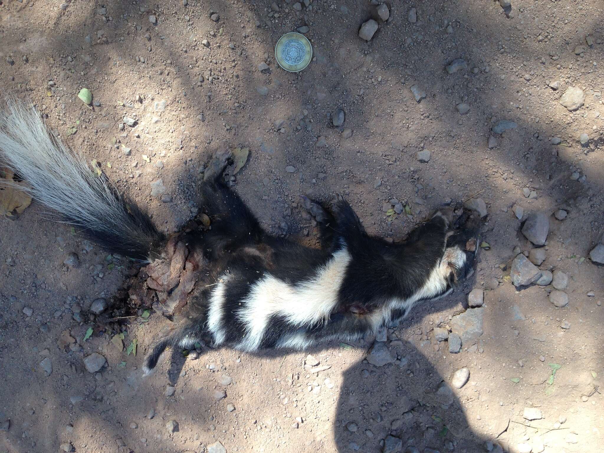 Image of Western Spotted Skunk