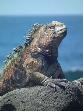 Image of marine iguana