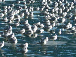 Image of Ring-billed Gull