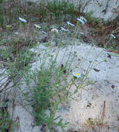 Image de Felicia amoena subsp. latifolia Grau