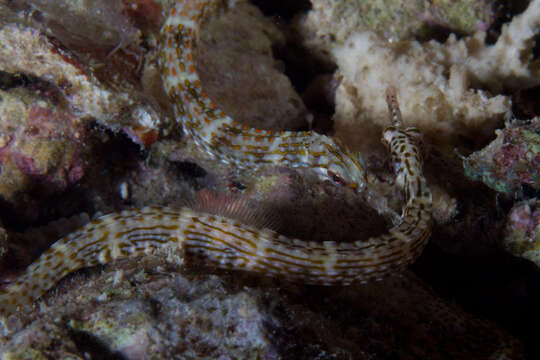 Image of Ocellated pipefish