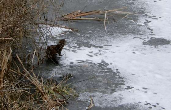 Image of American Mink