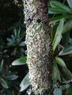 Imagem de Parmelinopsis minarum (Vain.) Elix & Hale
