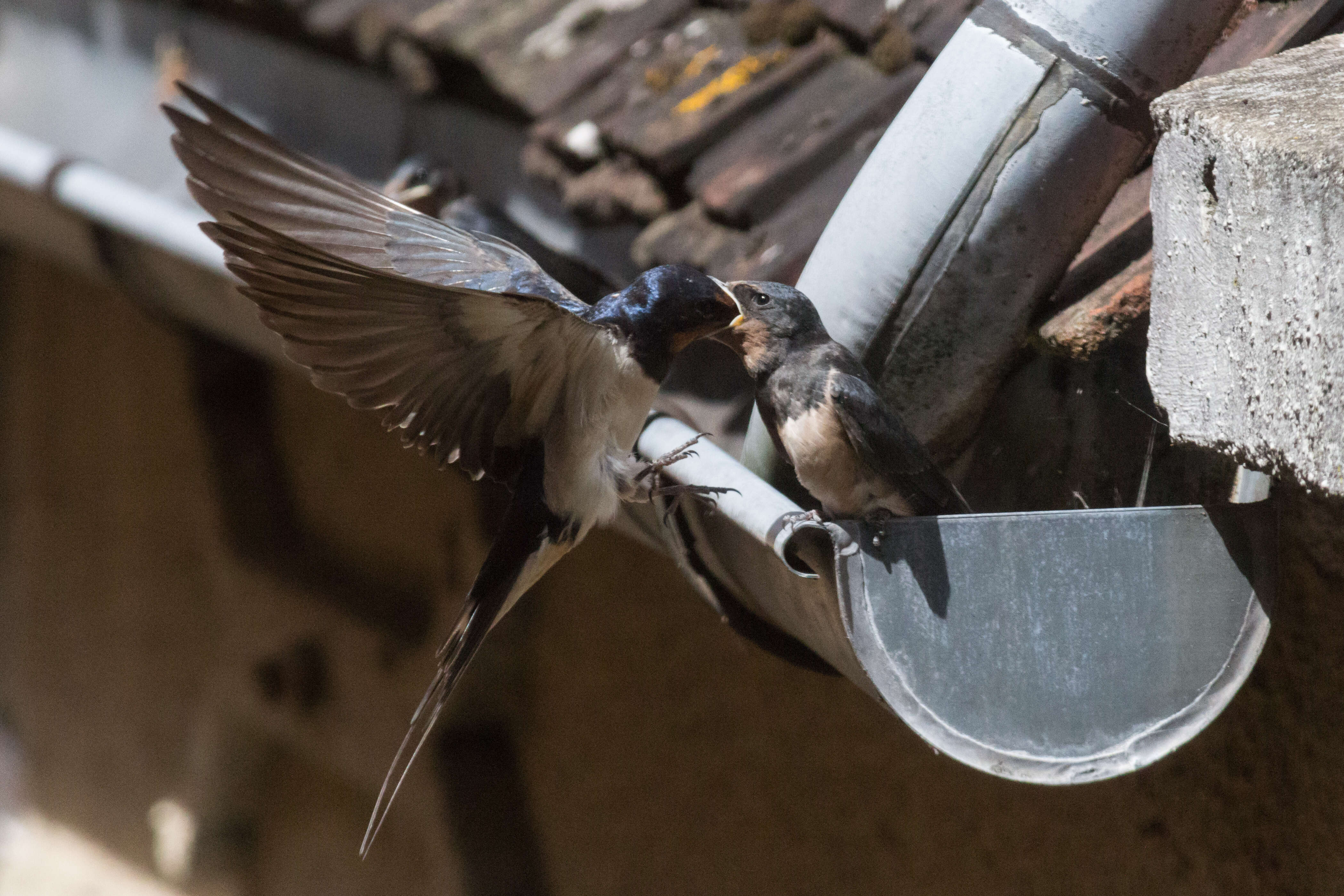 Image of Hirundo Linnaeus 1758