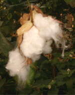 Image of upland cotton