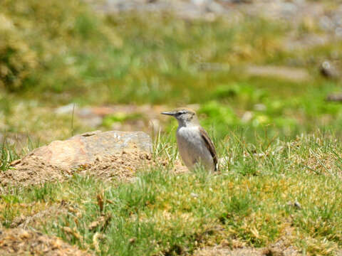 Image of Rufous-naped Ground Tyrant