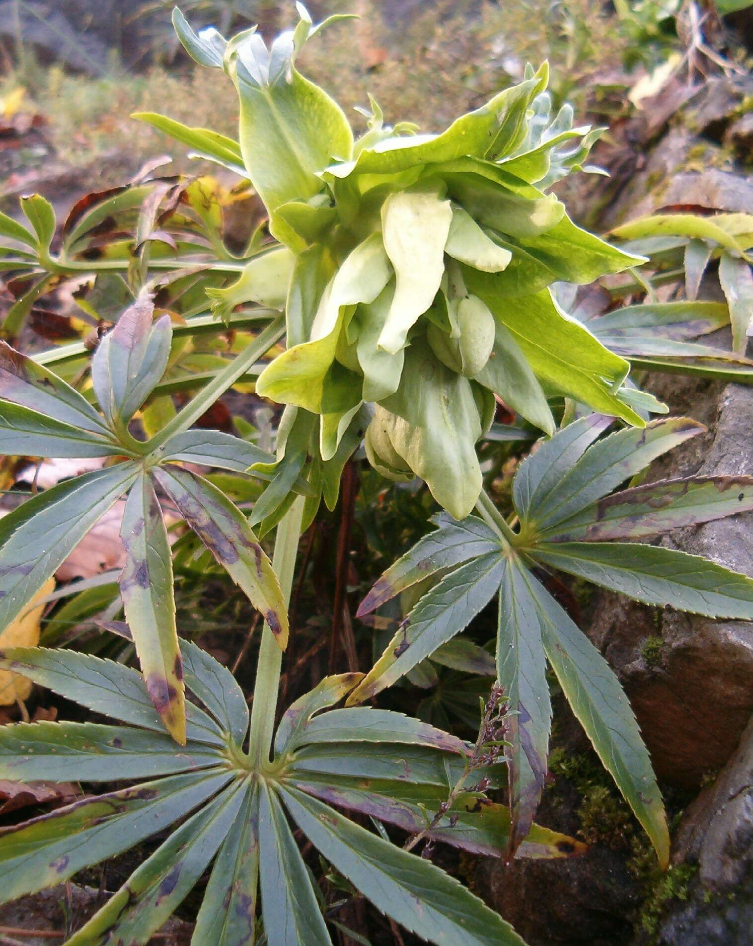 Image of Stinking Hellebore