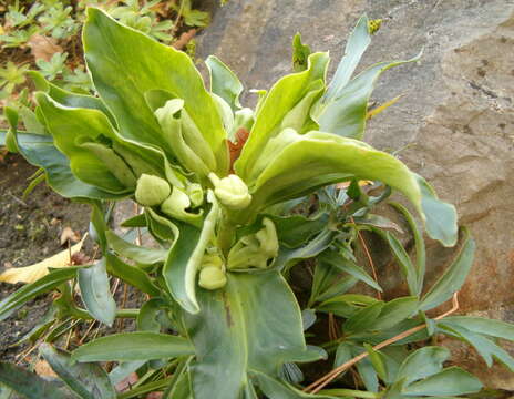 Image of Stinking Hellebore