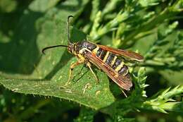 Image of Riley's Clearwing