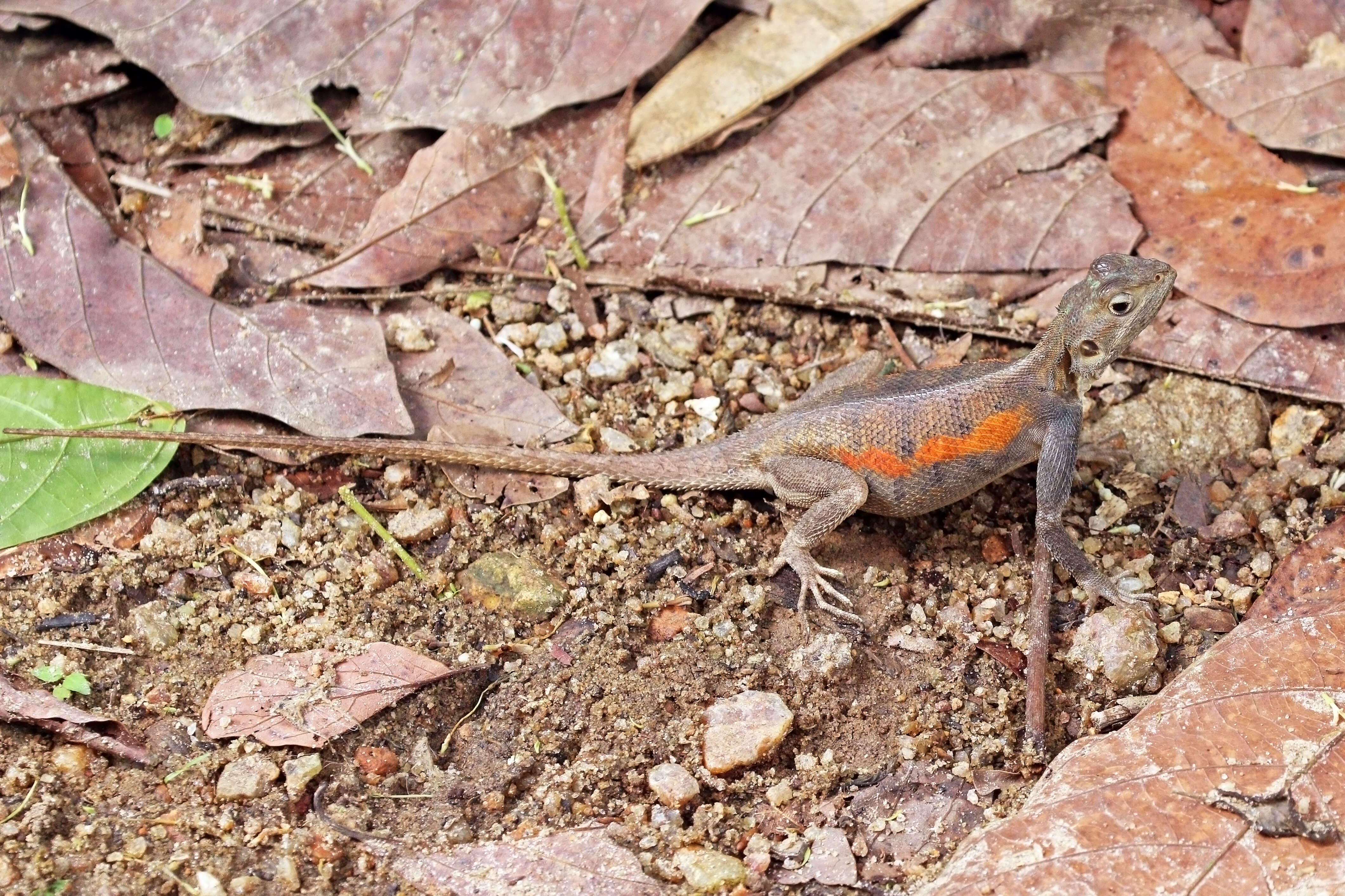 Image of Common agama