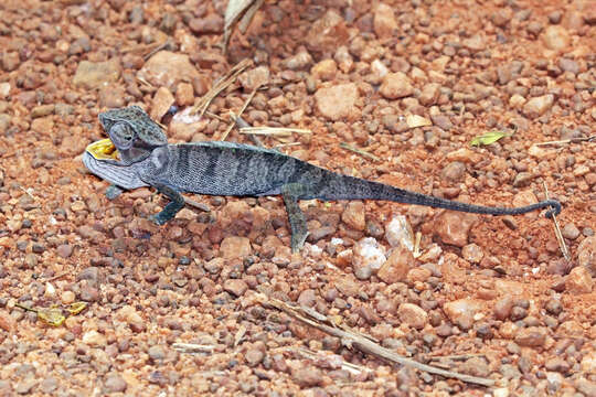 Image of Senegal Chameleon