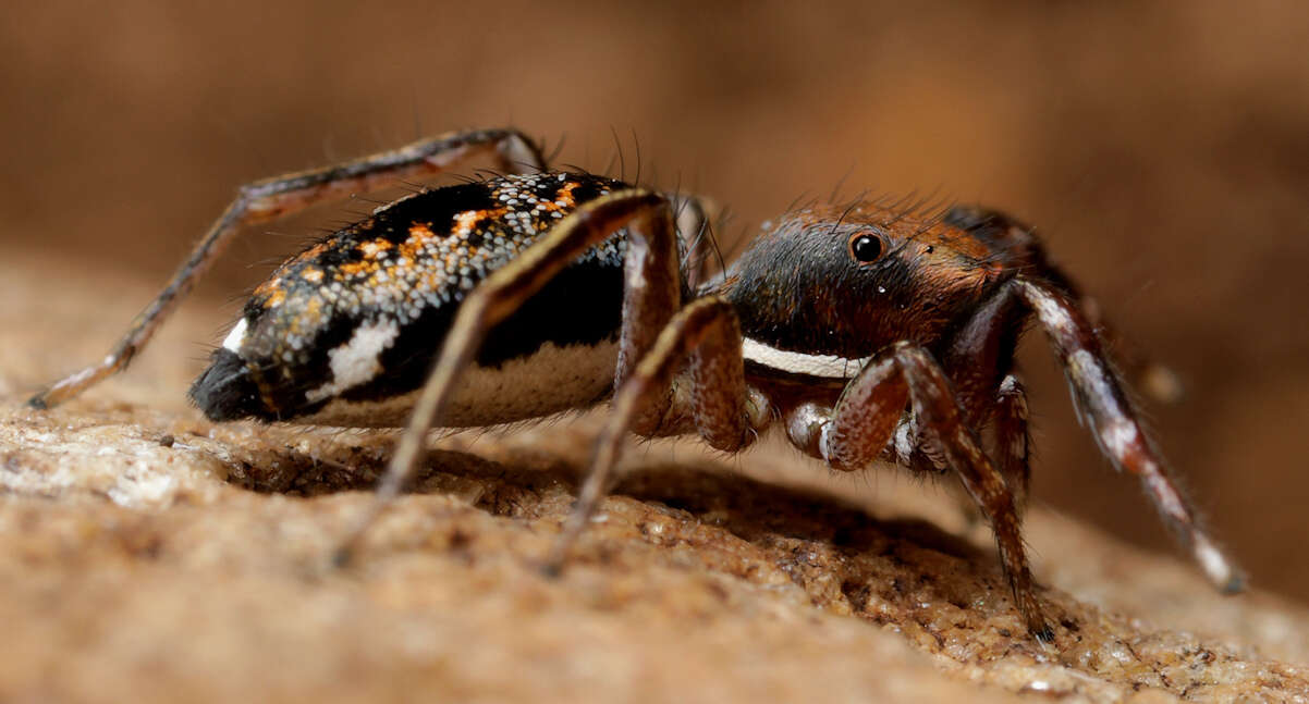 Image of Natta chionogaster (Simon 1901)