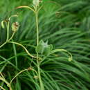 Image of Fritillaria thunbergii Miq.
