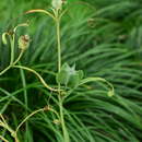 Fritillaria thunbergii Miq. resmi