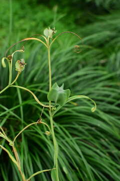 Image of Fritillaria thunbergii Miq.