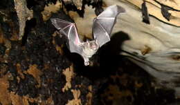 Image of Lesser Spear-nosed Bat
