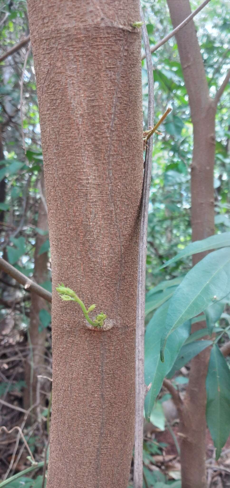 Слика од Inga marginata