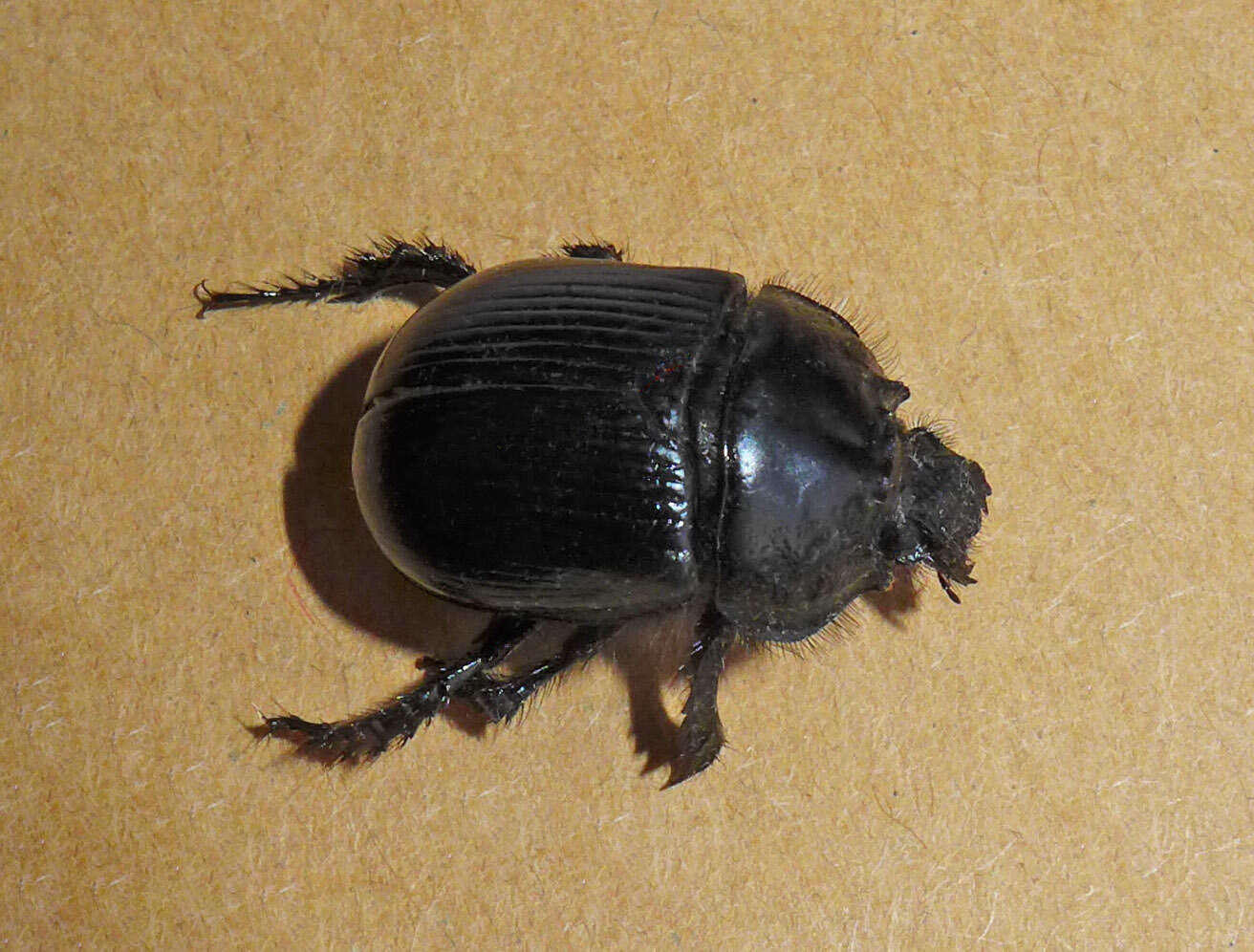 Image of Typhaeus