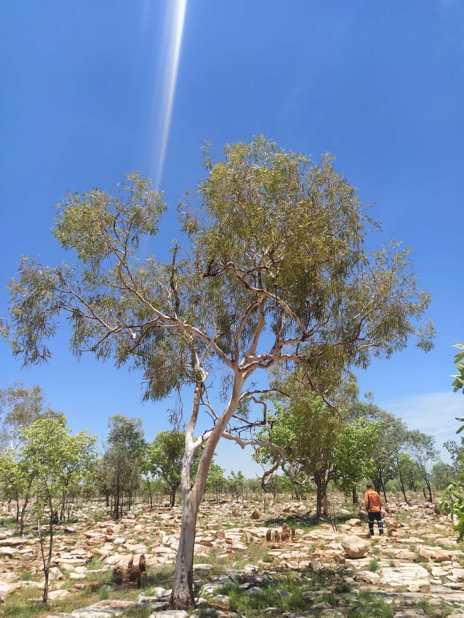 Plancia ëd Corymbia dichromophloia (F. Müll.) K. D. Hill & L. A. S. Johnson