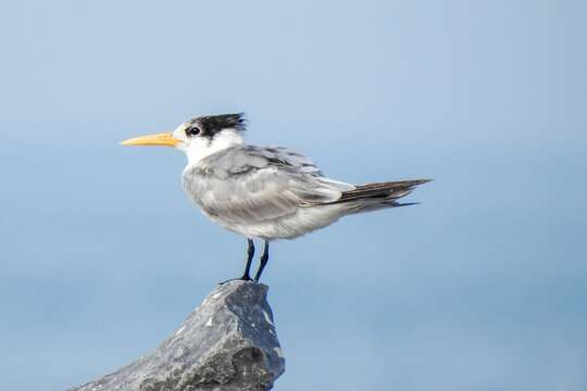 Image of Lesser Crested Tern