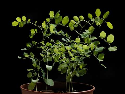 Image of black locust