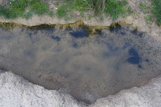 Image of Natterjack toad