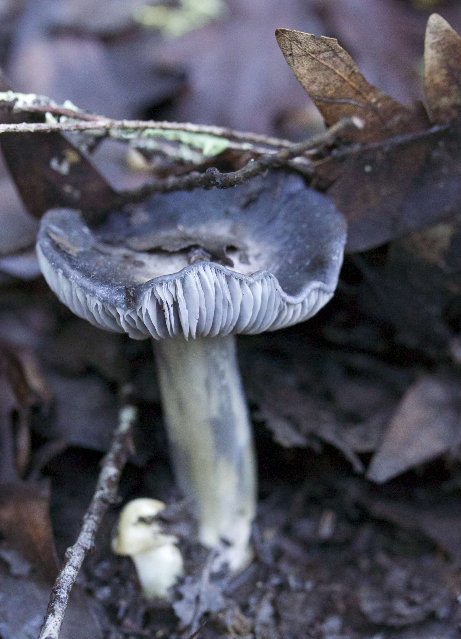 Image of Entoloma medianox C. F. Schwarz 2015