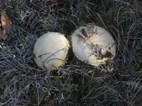 Sivun Floccularia luteovirens (Alb. & Schwein.) Pouzar 1957 kuva