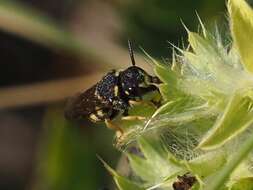 Image of Stelis signata (Latreille 1809)