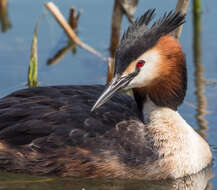 Image of Podiceps Latham 1787