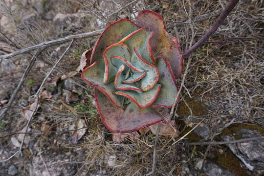 Image of Echeveria gigantea Rose & Purpus