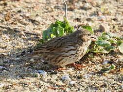 Passerculus sandwichensis rostratus (Cassin 1852) resmi