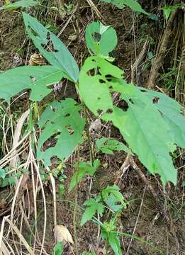 Image of Clerodendrum cyrtophyllum Turcz.