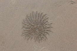 Image of Sand Bubbler Crab