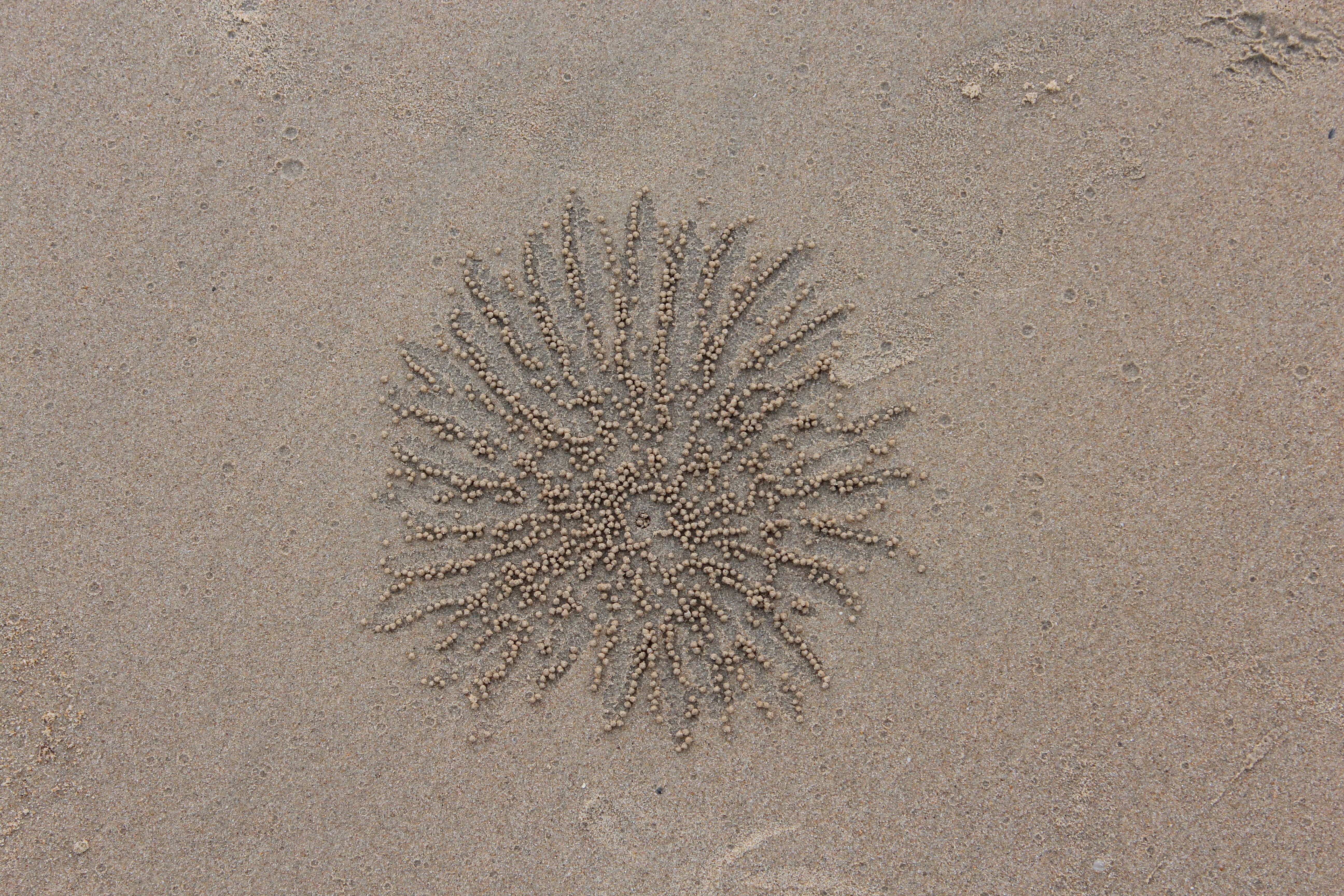 Image of Sand Bubbler Crab