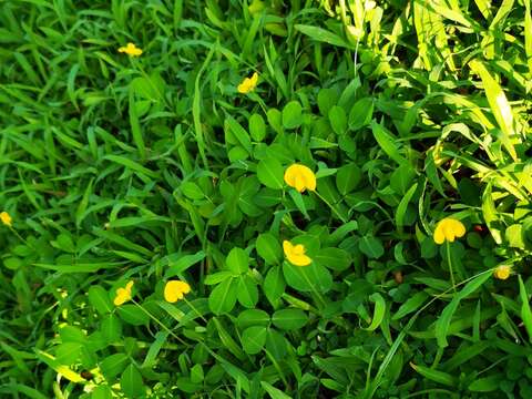 Image of Arachis duranensis Krapov. & W. C. Greg.